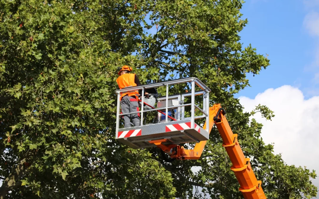 Emergency Tree Services After a Storm: What to Do and How Pros Can Help