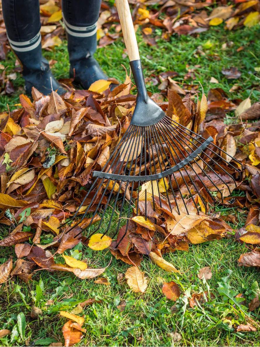 fall-clean-up-2 Person raking fallen autumn leaves on grass while wearing black boots.