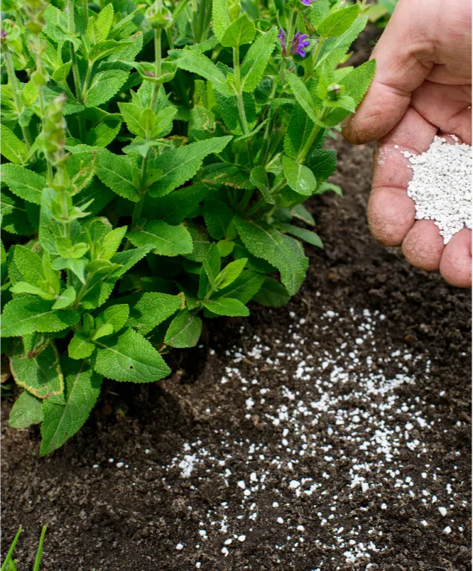 fertilization-1 A hand sprinkles granular fertilizer onto soil next to green garden plants.