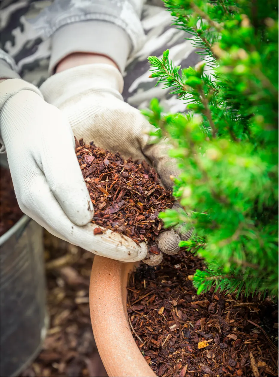 mulching-2 Gloved hands adding mulch to soil in a potted plant next to green foliage.