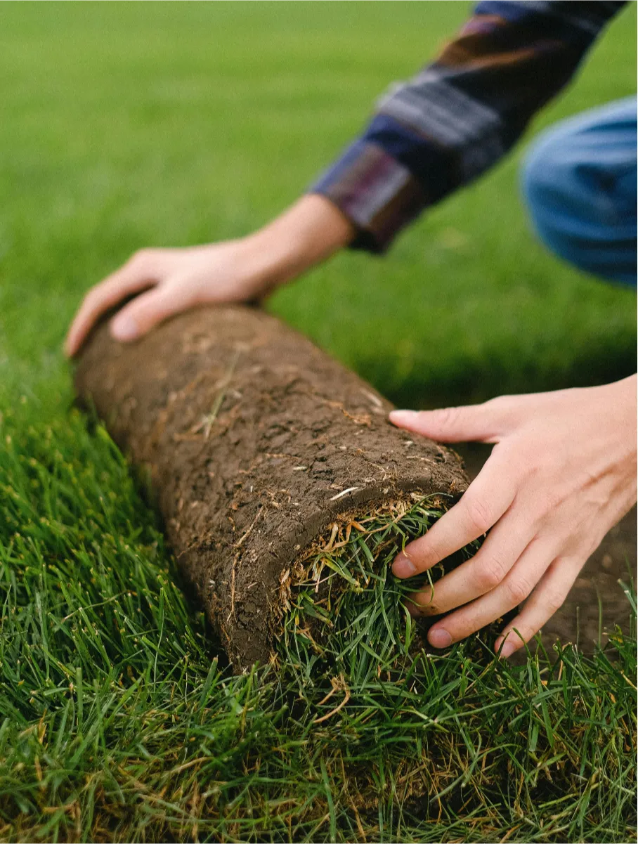 sod-2 Hands unrolling a piece of sod onto a lawn, blending new grass with existing grass.