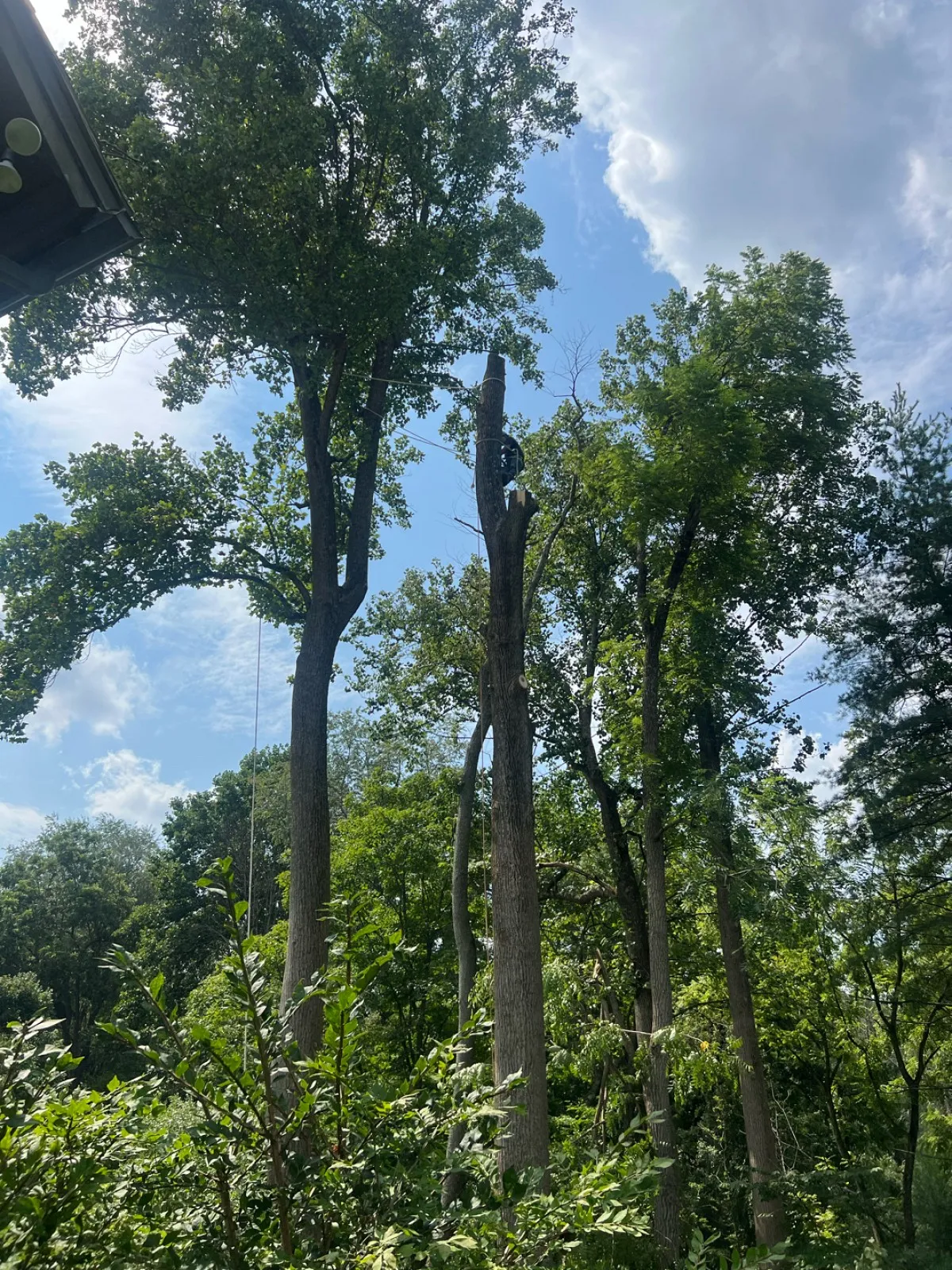 tree-serv-1 A person stands high on a tall, leafless tree trunk surrounded by green trees under a partly cloudy sky.