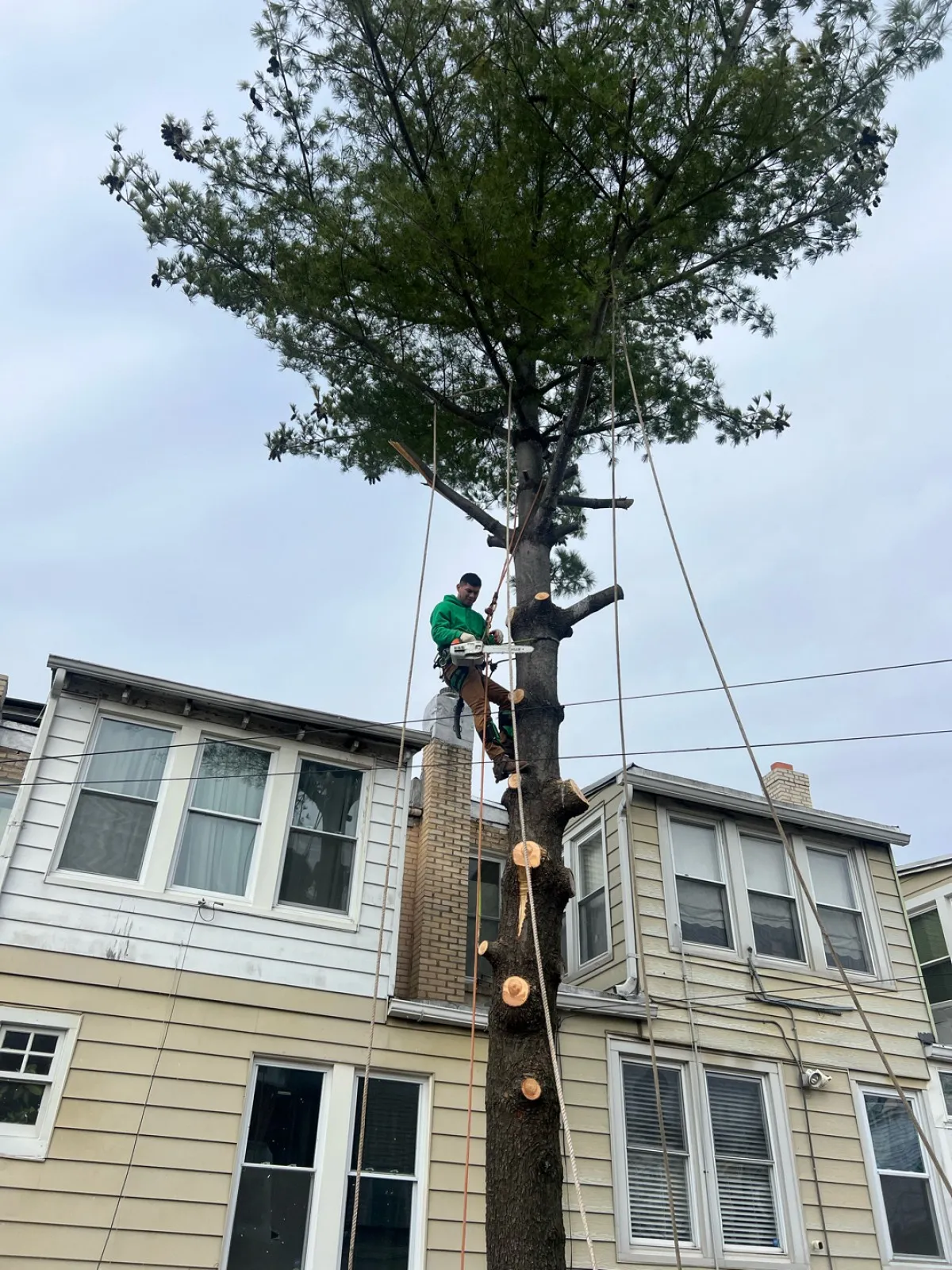 trimming-1 A person in a green shirt cuts branches off a tall tree between two houses using ropes and climbing gear.
