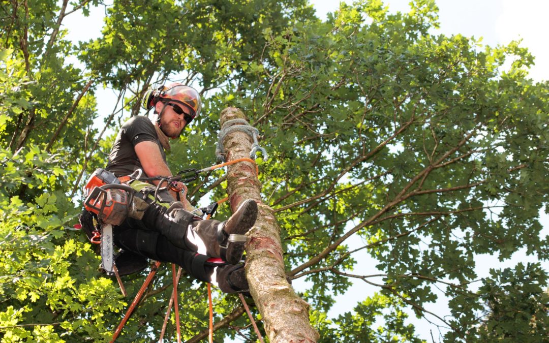 Tree Trimming in Windsor Mill, MD: How to Keep Your Trees Healthy, Safe