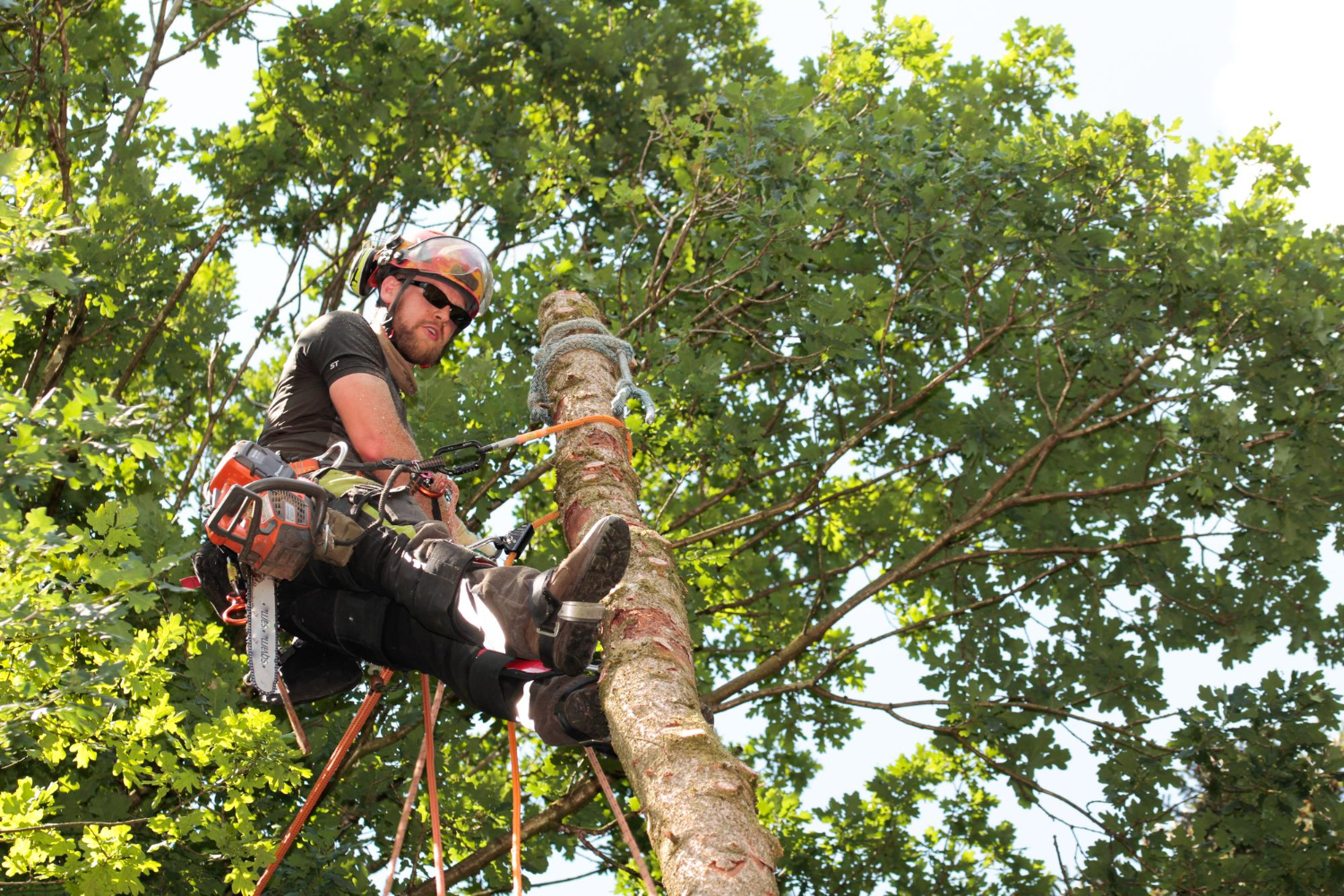 18531910 Arborist in safety gear climbs and trims a tall tree surrounded by green leaves on a sunny day.