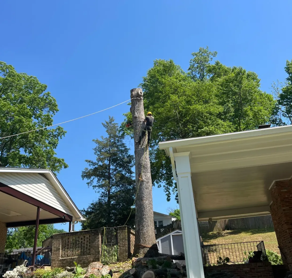 A person climbs and cuts a tall tree trunk near houses under a clear blue sky.