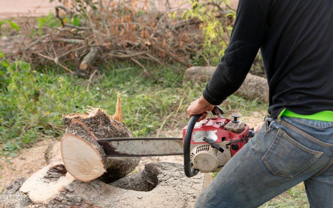 Stump Grinding vs. Stump Removal: What’s the Better Choice for Your Yard?