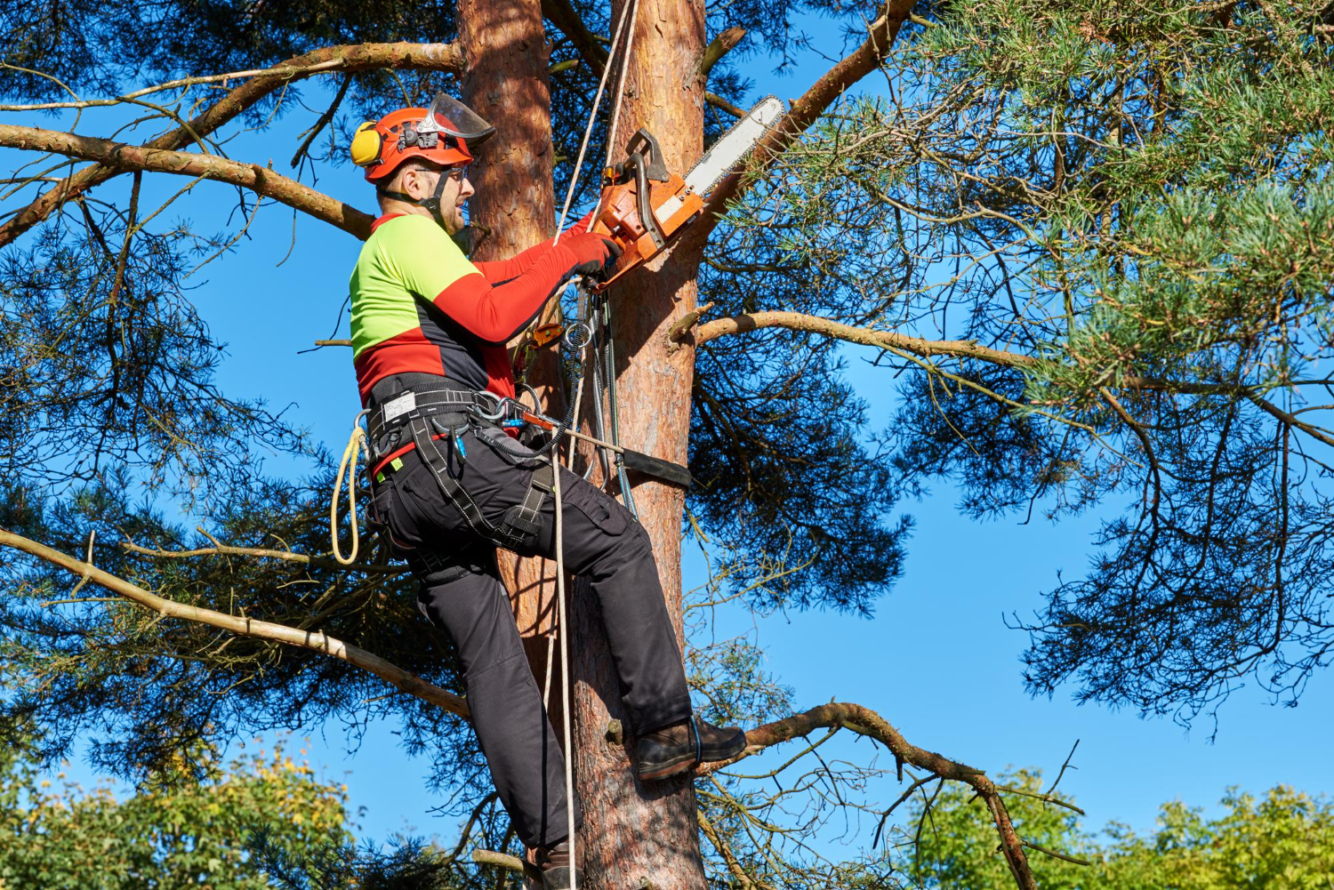 Arborist in safety gear using a chainsaw to trim branches while harnessed to a tree.