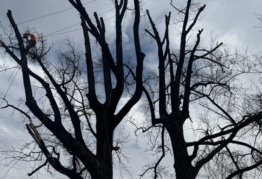A person in orange helmet trims tall, leafless trees under cloudy sky and power lines.