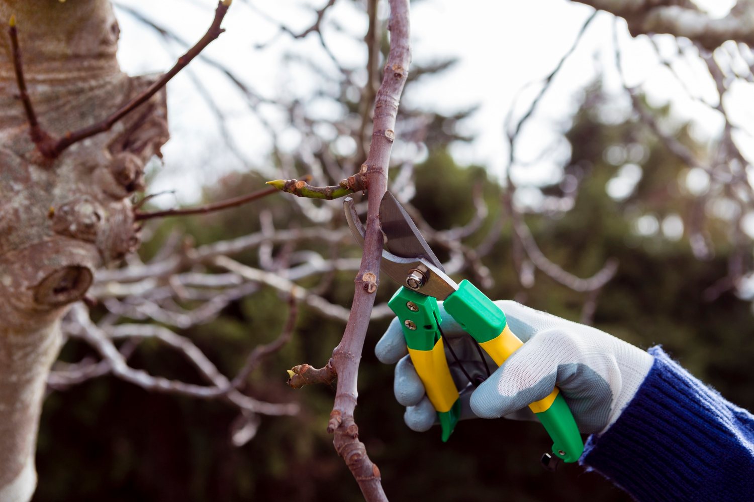 Gloved hand using pruning shears to trim a tree branch outdoors.