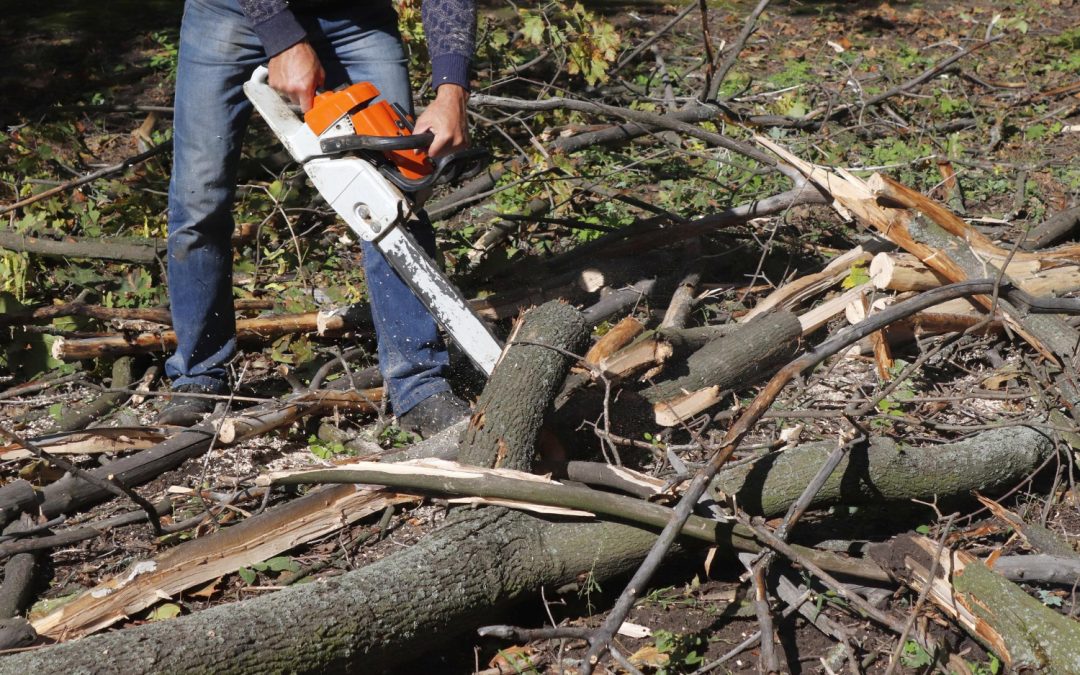5 Signs It’s Time to Schedule Professional Tree Removal