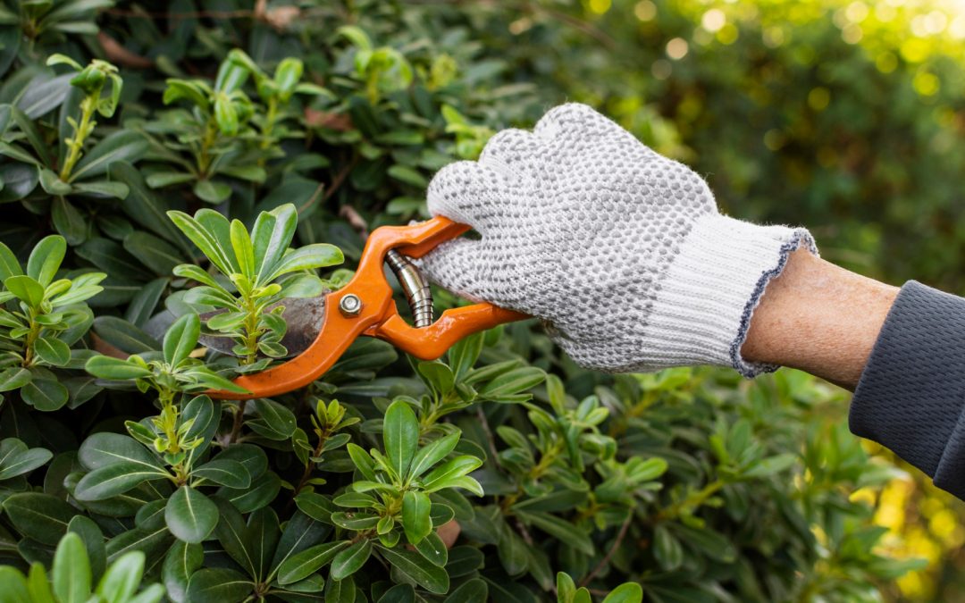 When Is the Best Time to Prune Trees and Shrubs? A Seasonal Guide for Homeowners